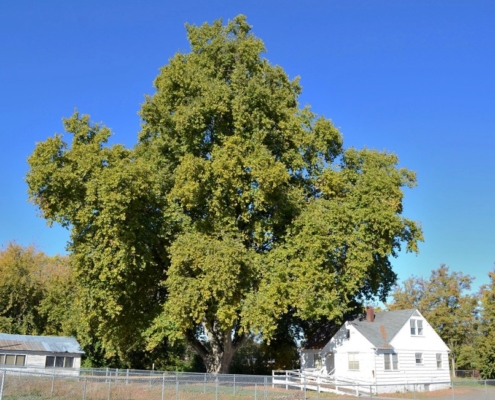 The London Plane tree at 355 Reser Road, photographed October 16, 2018