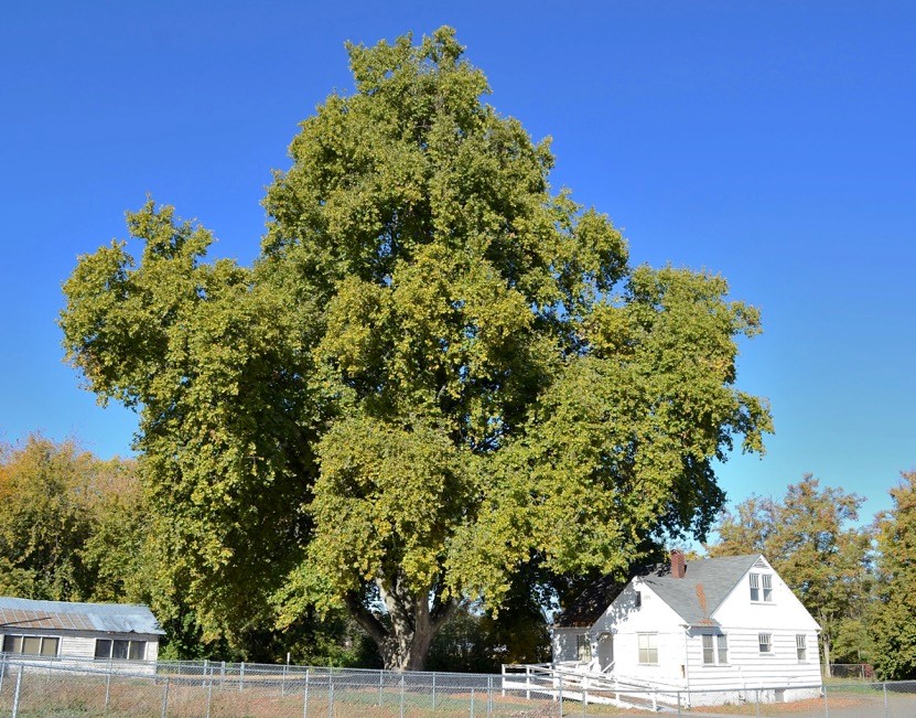 London Plane Tree Near House