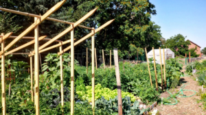 Thirty plots are used in the Rees & Sumach Community Garden sponsored by the North Main Area Neighborhood Association and citizens group Walla Walla 2020. Photo courtesy of Rees & Sumach Community Garden